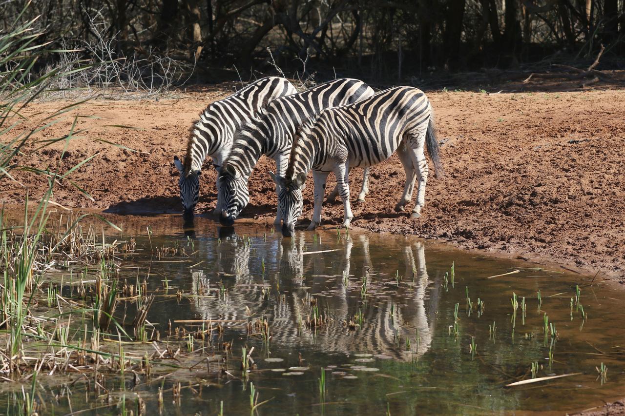 Bushbaby Lodge & Camping Hluhluwe Exterior photo